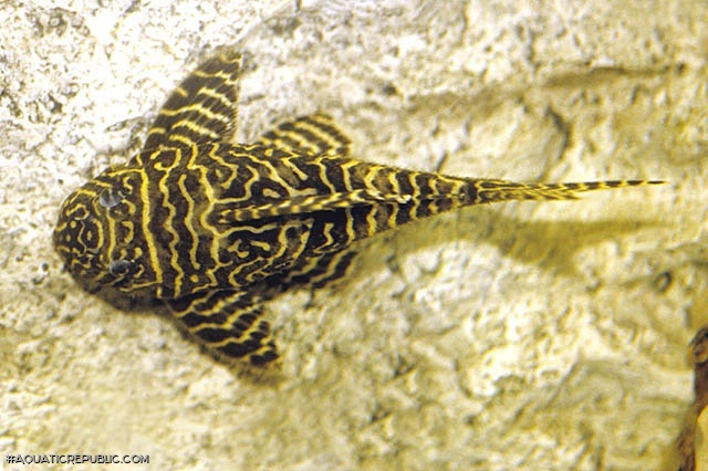 Hypancistrus sp. (L333)