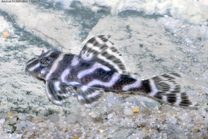 Hypancistrus sp. (L450)