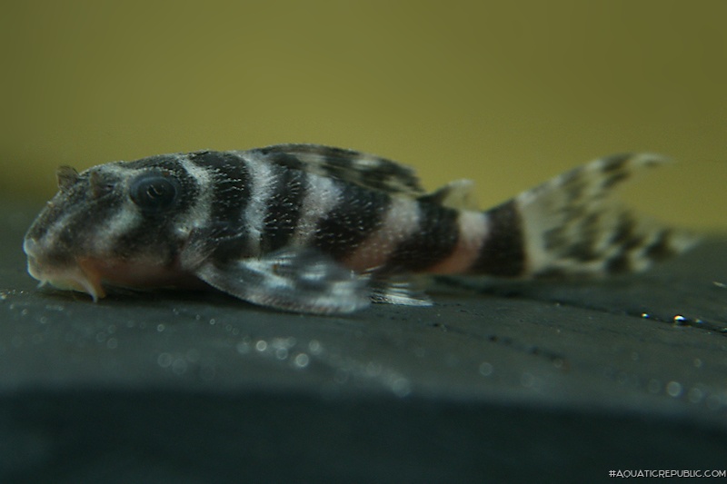 Hypancistrus sp. (L450)