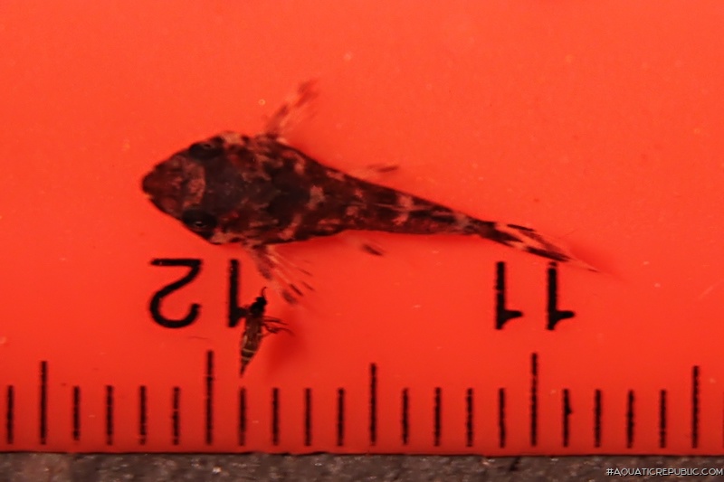 Hypancistrus sp. (L454)