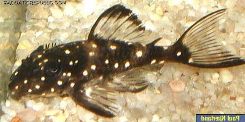 Hypancistrus sp. (L501)