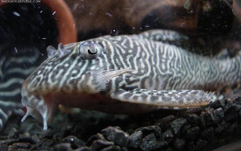 Hypancistrus sp. `LOWER RIO XINGU`