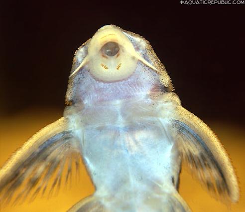 Hypancistrus sp. `LOWER RIO XINGU`