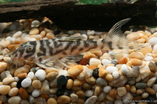 Hypancistrus sp. `LOWER RIO XINGU`