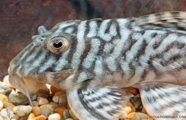 Hypancistrus sp. `LOWER RIO XINGU`