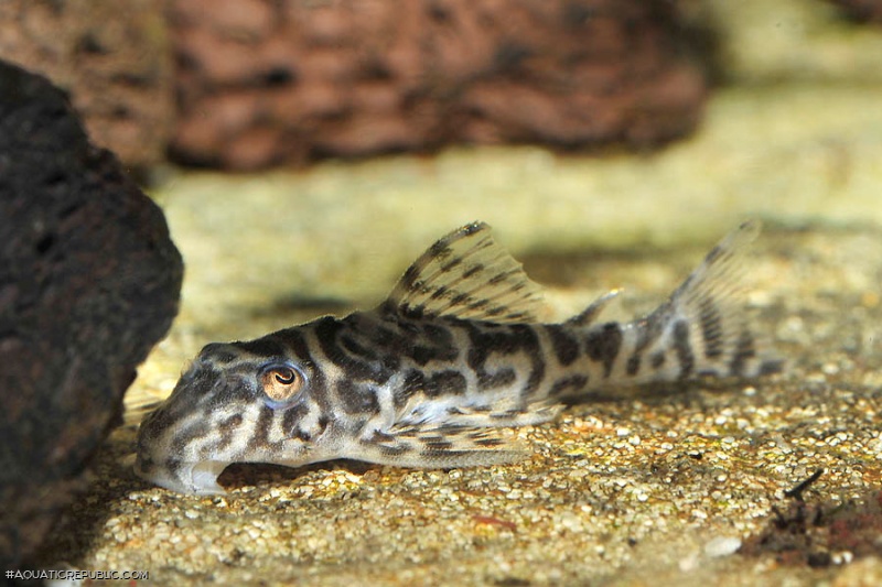 Hypancistrus sp. `LOWER RIO XINGU`