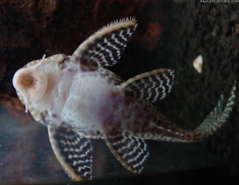 Hypancistrus sp. `LOWER RIO XINGU`