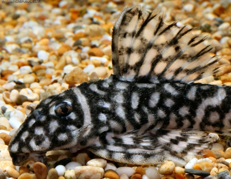 Hypancistrus sp. `LOWER RIO XINGU`