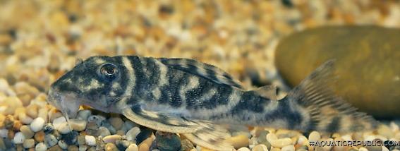 Hypancistrus sp. `LOWER RIO XINGU`