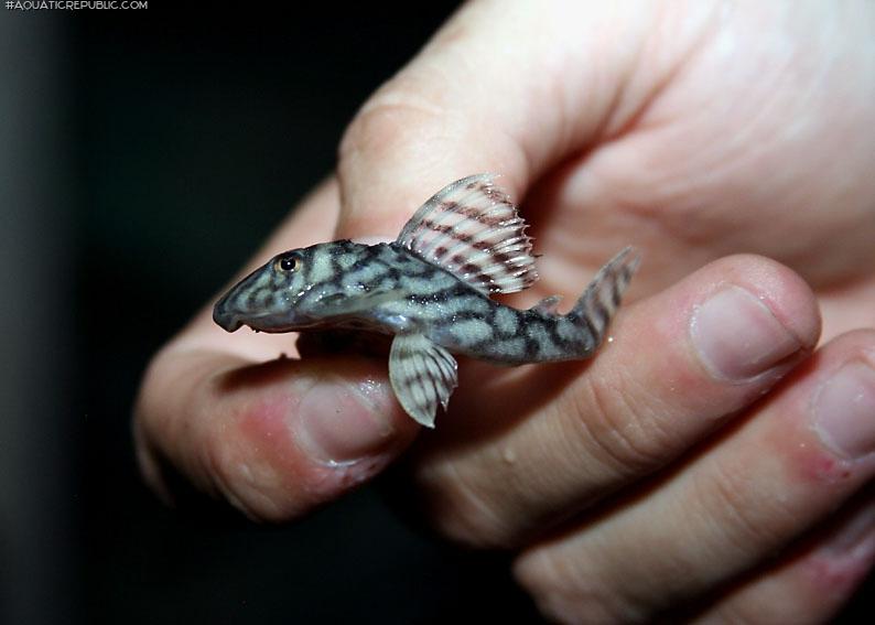 Hypancistrus sp. `LOWER RIO XINGU`