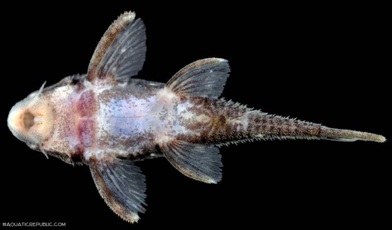 Hypancistrus vandragti