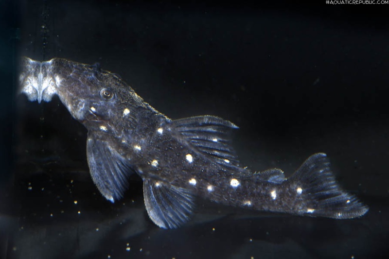 Hypancistrus vandragti