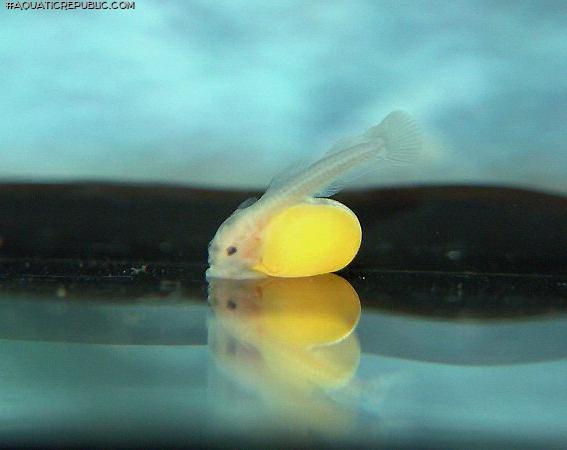 Hypancistrus yudja