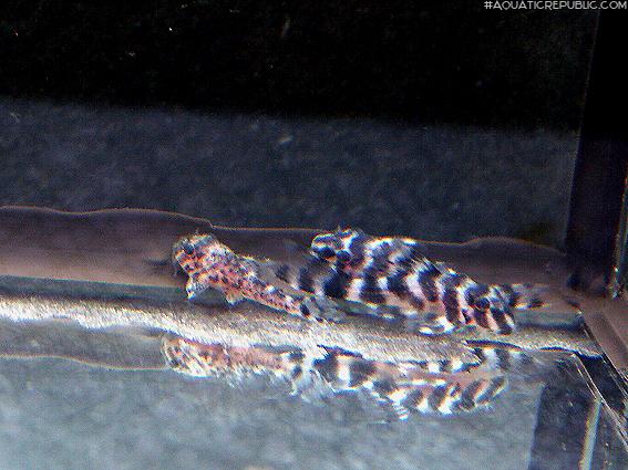 Hypancistrus yudja