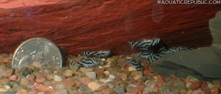 Hypancistrus zebra