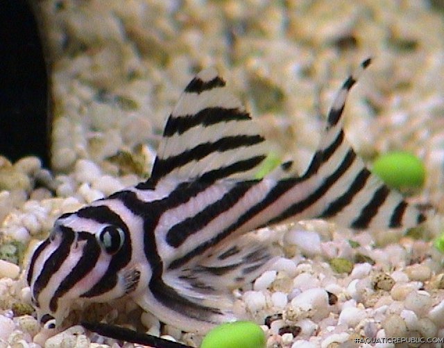 Hypancistrus zebra