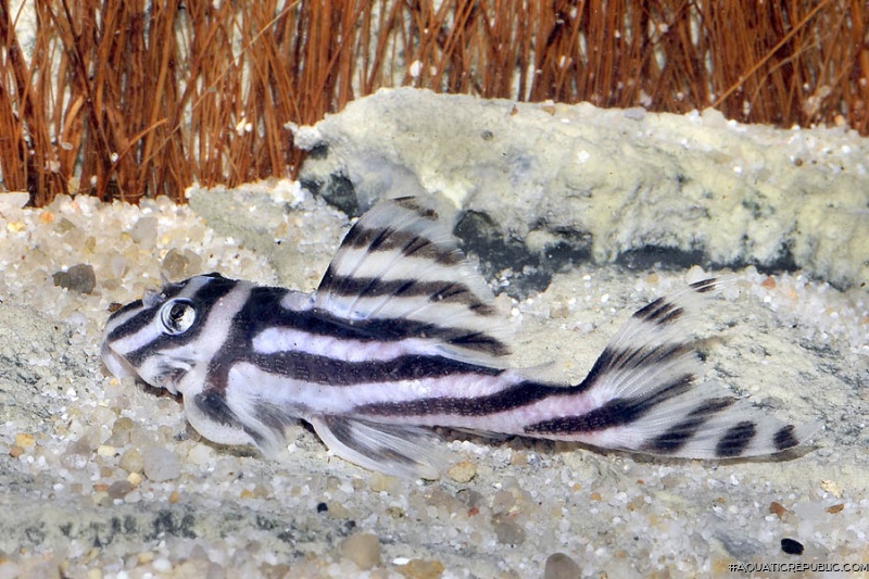 Hypancistrus zebra