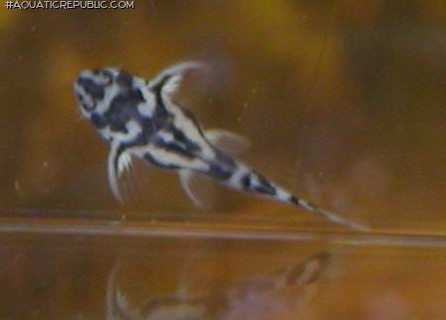 Hypancistrus zebra