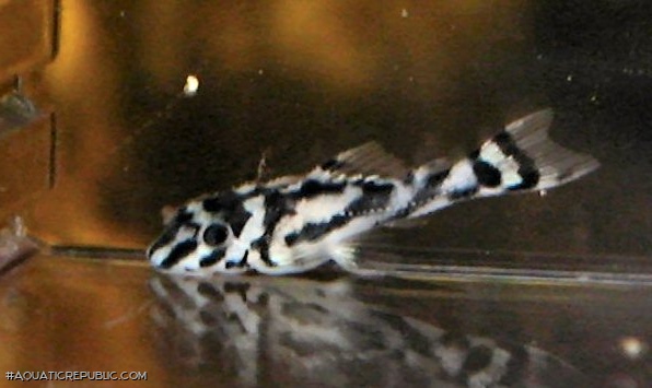 Hypancistrus zebra