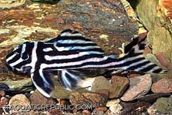 Hypancistrus zebra