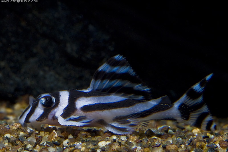 Hypancistrus zebra