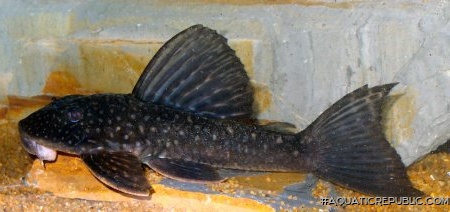 Hypostomus albopunctatus