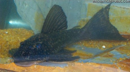 Hypostomus albopunctatus