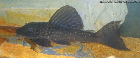 Hypostomus albopunctatus