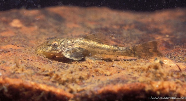 Hypostomus ancistroides