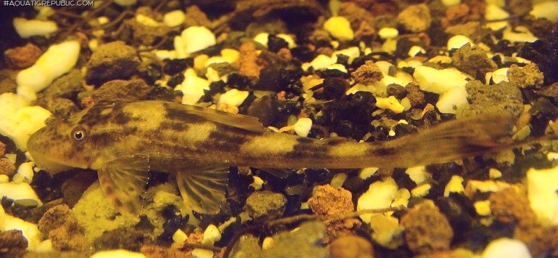 Hypostomus ancistroides