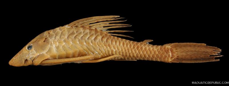 Hypostomus annectens