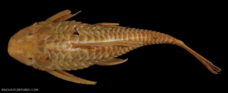 Hypostomus annectens