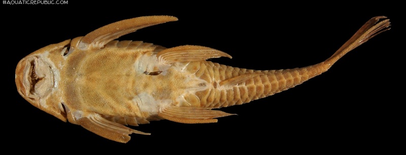 Hypostomus annectens