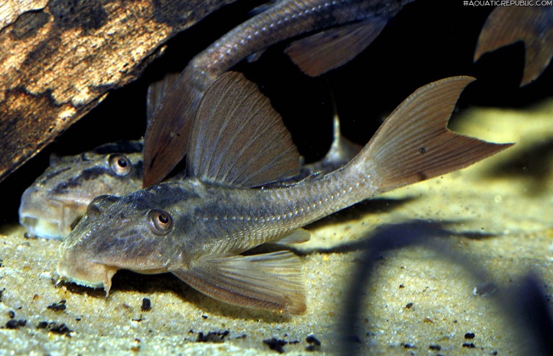 Hypostomus basilisko