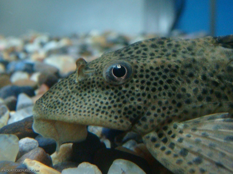 Hypostomus bolivianus