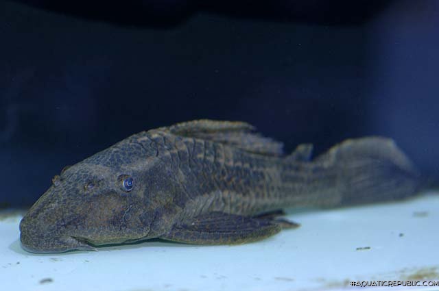 Hypostomus borellii