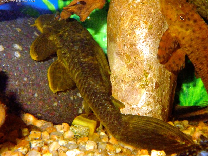 Hypostomus cf. ternetzi