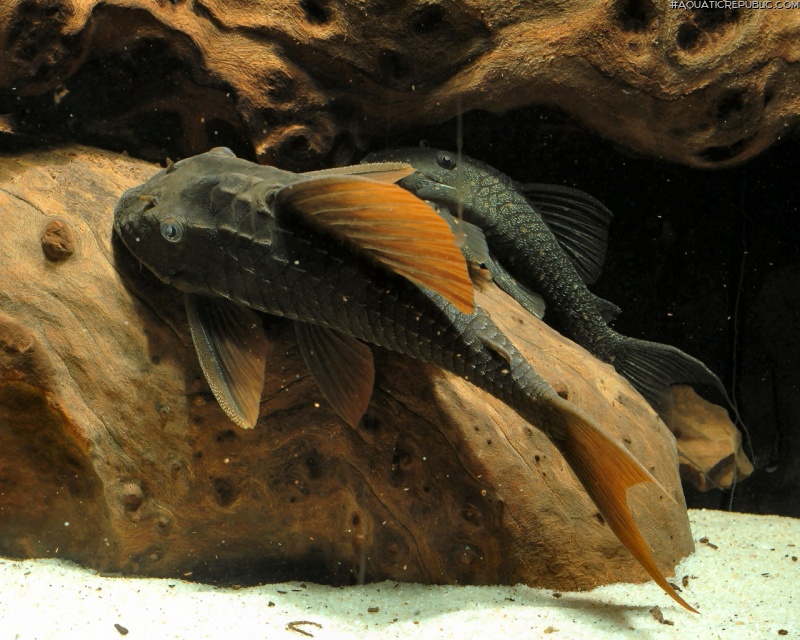 Hypostomus cochliodon