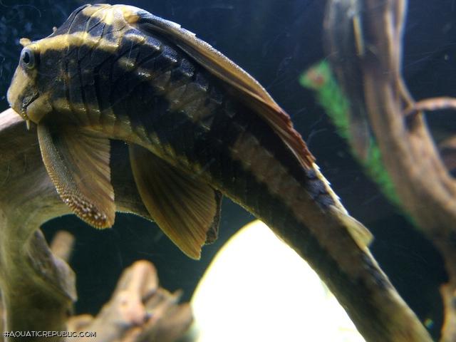 Hypostomus cochliodon