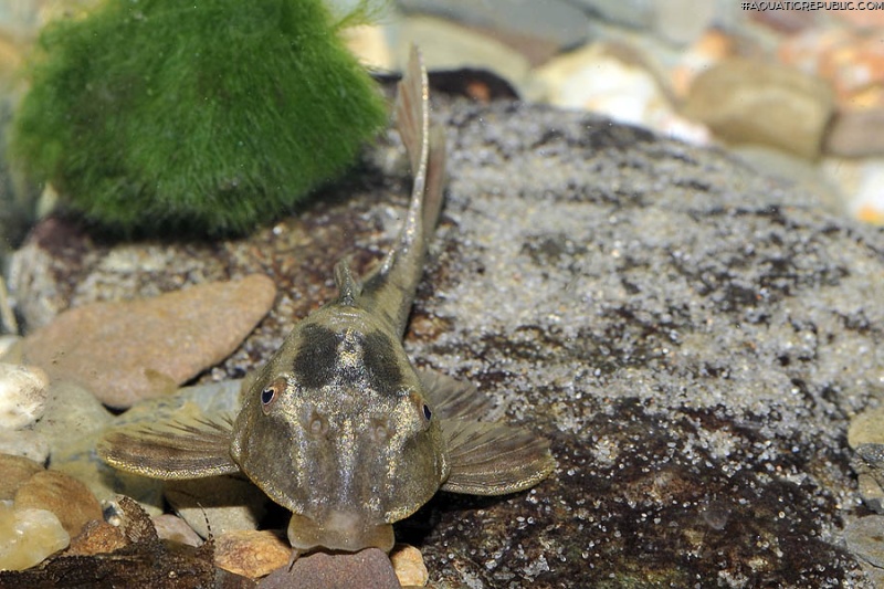 Hypostomus cochliodon