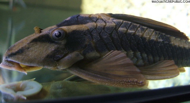 Hypostomus cochliodon