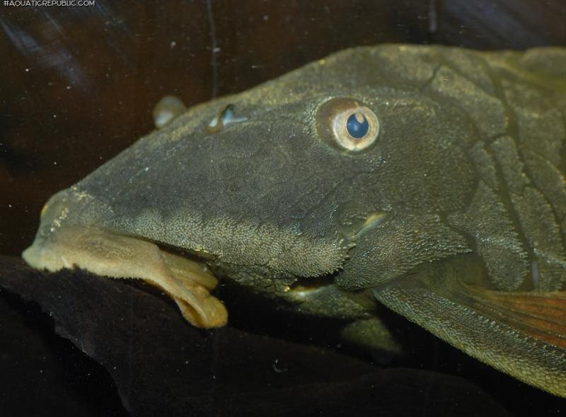 Hypostomus cochliodon