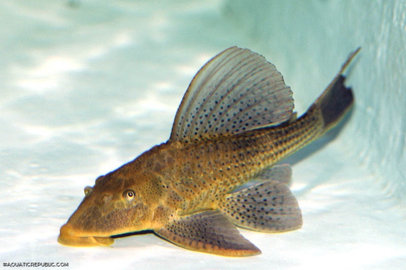 Hypostomus commersoni