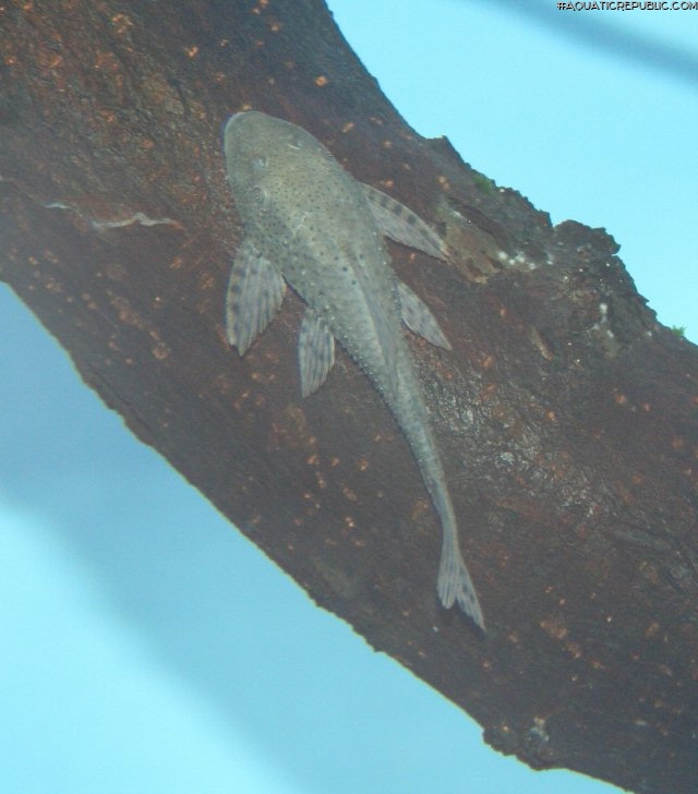 Hypostomus commersoni