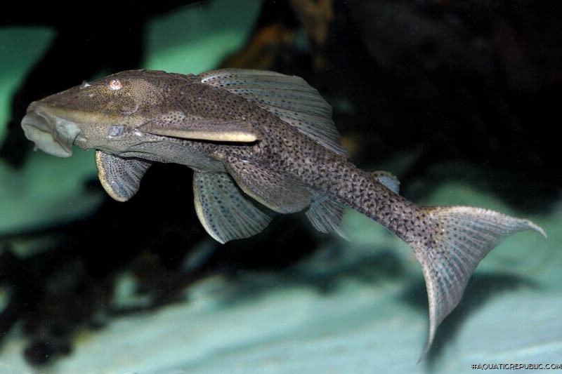 Hypostomus commersoni