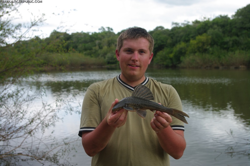 Hypostomus commersoni