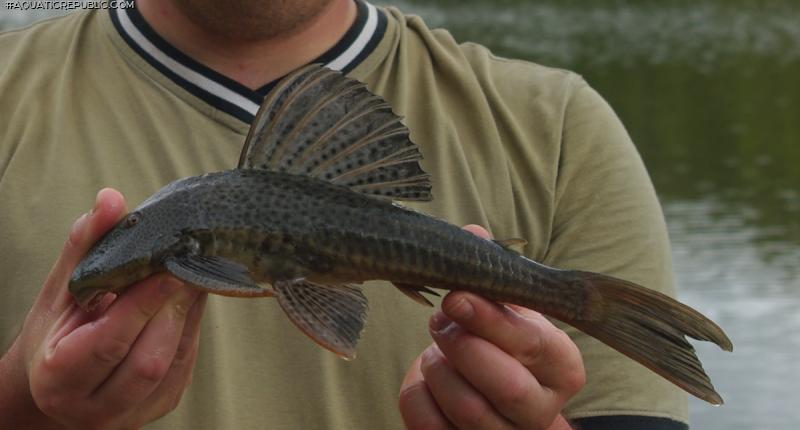 Hypostomus commersoni