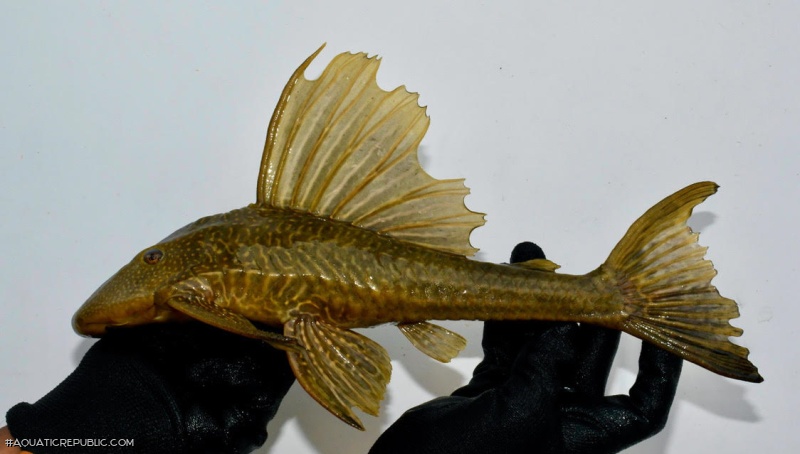 Hypostomus francisci