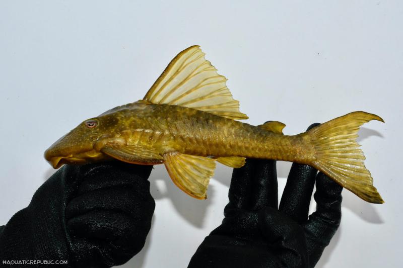 Hypostomus francisci