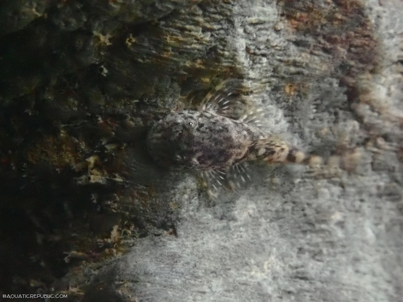 Hypostomus froehlichi